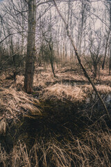 a small swampy pond in the forest surrounded by bare trees and dry grass against the background of a gray gloomy sky