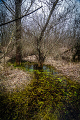 a small swampy pond in the forest surrounded by bare trees and dry grass against the background of a gray gloomy sky