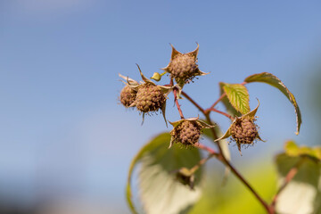 raspberry bush in the garden before the berries ripen