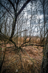 chaotic branches of a bare tree, shot at a wide angle, in an autumn forest with yellow grass