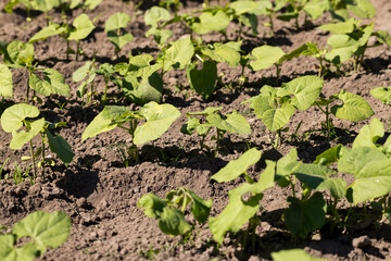 a field with peppers in the summer season