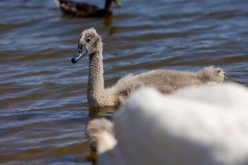 beautiful wild waterfowl swans in the summer season