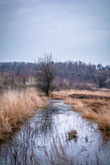 an old calm pond, around which there is tall yellow grass and a lonely tree, against the backdrop of a gray sky that is reflected in the pond