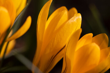 Obraz premium details of orange flowers in close-up in spring