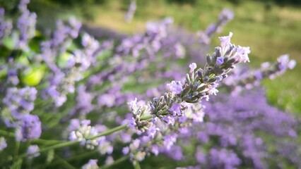 Lavender field in the summer banner. Lavender fields, grass, purple aromatic plant, lavender bush, Provence, simmer flowers, closeup lavender detailed.