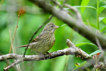 Fototapeta premium 枝に止まるアオジの幼鳥