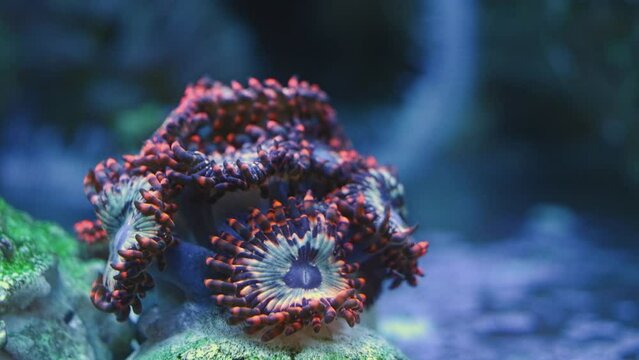 nirvana palythoa soft coral in circular laminar flow, fluorescent frag, coralline algae on live rock bottom design, bright easy pet for beginner aquarist, LED blue low light, nano reef marine aquarium