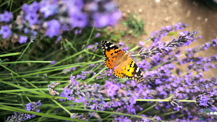 Lavender field in the summer with butterfly banner. Lavender fields, grass, purple aromatic plant, lavender bush, Provence, simmer flowers, closeup lavender detailed.