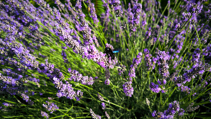 Obraz premium Lavender field in the summer banner. Lavender fields, grass, purple aromatic plant, lavender bush, Provence, simmer flowers, closeup lavender detailed.
