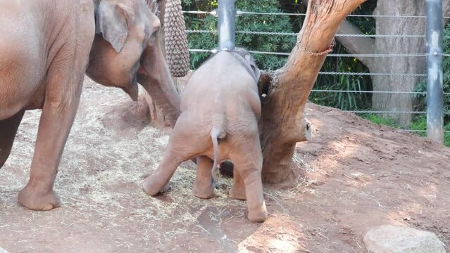 Elephants Interacting Near Tree in Melbourne