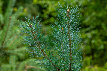 gałązka sosny z długimi igłami pokryta kroplami rosy w lesie © Henryk Niestrój