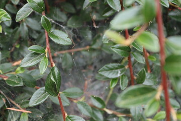 A close-up photo of a delicate spiderweb, shimmering in the light, draped over a bush with vibrant green leaves and red stems.