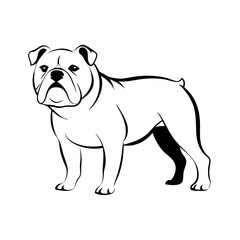 Fototapeta premium Bulldog illustration, standing, line drawing, transparent background