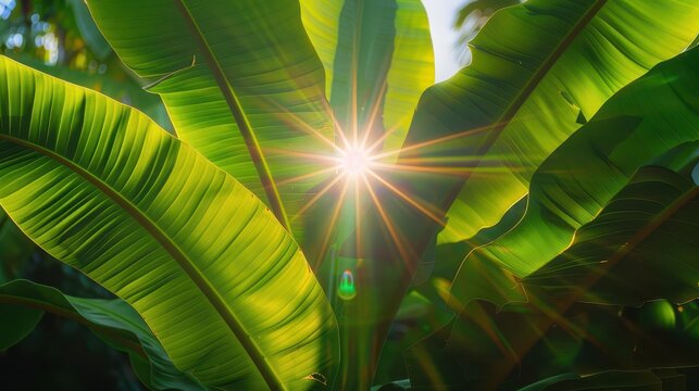 A radiant and eye-catching image capturing the sun shining brilliantly through large green banana leaves, highlighting the natural beauty and essence of growth and life.