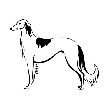 recommend clip art: Black and white borzoi side profile, illustration, line drawing, transparent background