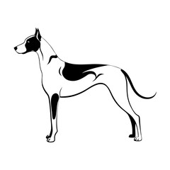 Obraz premium Braque d'auvergne dog black and white line drawing illustration, transparent background