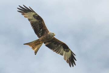red kite in fly on a sky background