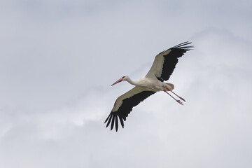 stork in flight on cloudy background