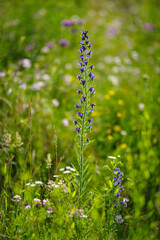 kolorowa łąka kwiatowa w blasku słońca