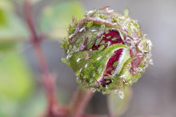 green aphids on a rose bud
