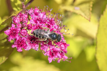 spirea flower gathered by a small bee