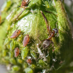 green aphids on a rose bud