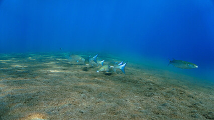 Underwater photo of a fish over the volcanic black sand bottom. From a scuba dive in Bali.