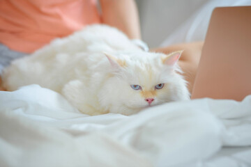 girl and Persian cat