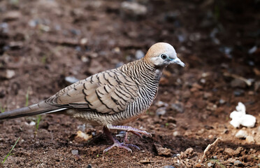 Spilopelia chinensis, a bird, walks on the moist ground in the afternoon sun.

