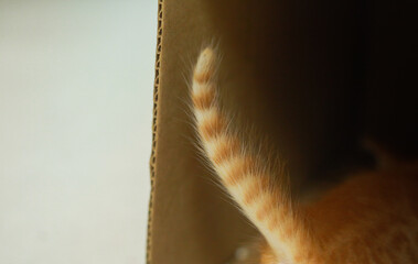 Obraz premium close up of ginger kitten. playful baby cat