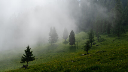 Aufziehender Nebel auf einer Lichtung im Bergwald © cjhimself