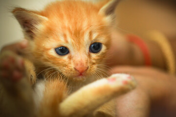 close up of ginger kitten. playful baby cat