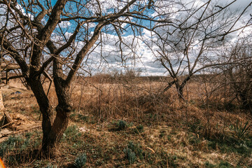 trees growing in tall yellow grass, against a background of blue sky and white clouds