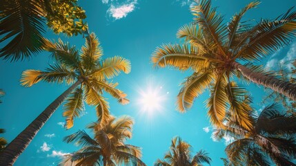 A sunny tropical background with palm trees and a blue sky. A view from below