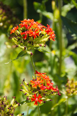 Red flowers on a green background in the summer garden. Close-up