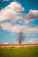 green field with trees, against a blue sky with large and soft white clouds