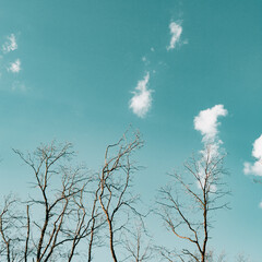 bare tree branches reaching towards the clouds against an aquamarine sky