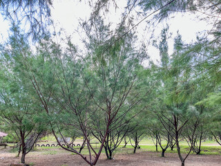 trees in the park