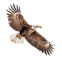 a majestic bald eagle in flight, showcasing its spread wings and detailed plumage against a transparent background. isolated on white background. 