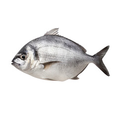 Obraz premium a fresh, silver fish on a white background, perfect for culinary and seafood-themed projects.