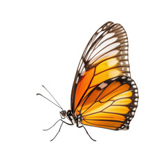 orange butterfly with intricate wing patterns, isolated on a white background, showcasing nature's delicate beauty.