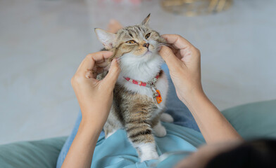 Happy cat lovely comfortable sitting by the woman stroking hand grip at home.