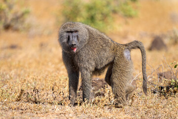 olive baboon in Samburu national park