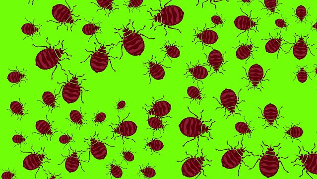 Animation, bedbugs on a green background