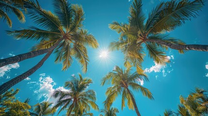A sunny tropical background with palm trees and a blue sky. A view from below
