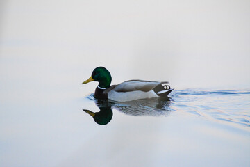 duck on the water