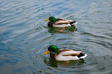 ducks in the water