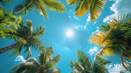 Fototapeta premium A sunny tropical background with palm trees and a blue sky. A view from below