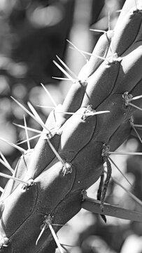 Flor De Cactus" Images  Browse 103 Stock Photos, Vectors, and Video |  Adobe Stock