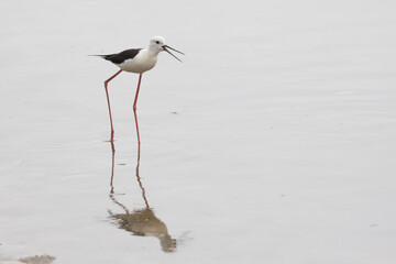 black-winged stilt (Himantopus himantopus)